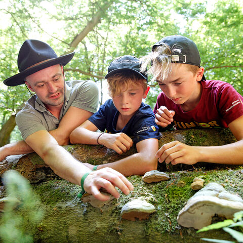 Den Wald genau kennenlernen Ein Ranger und zwei Junior Rangers begutachten Pilze auf einem Baumstamm.